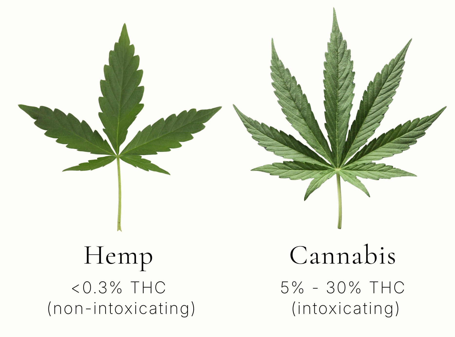 Comparison of industrial hemp leaf vs cannabis leaf showing THC differences for sustainable fabric education.